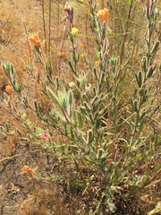 Oenothera grisea