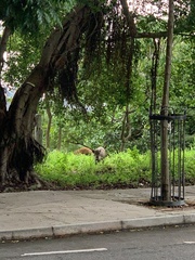 Sus scrofa moupinensis