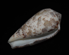 Conus barbara