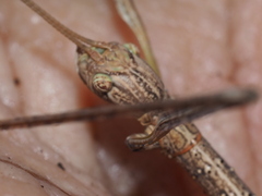 Phasmatini