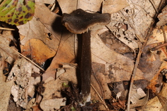 Entoloma ortonii