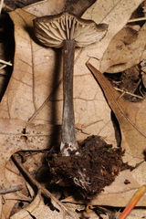 Entoloma ortonii