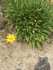 Gazania rigens