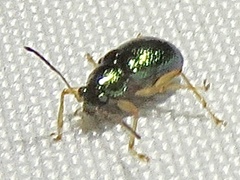 Colaspis