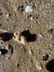 Cerithideopsis californica