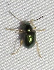 Colaspis