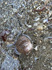 Trochoidea