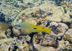 Lutjanus fulviflamma