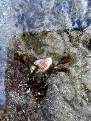 Neogastropoda