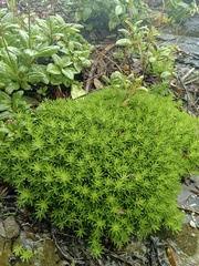 Sedum mexicanum