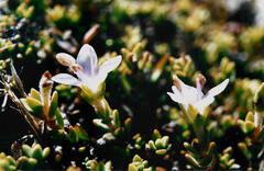 Veronica pimeleoides pimeleoides