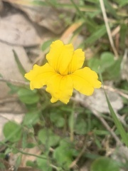 Goodenia lanata
