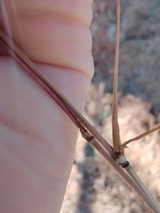 Microstegium vimineum