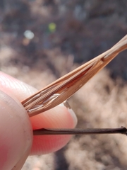 Microstegium vimineum