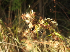 Solidago squarrosa