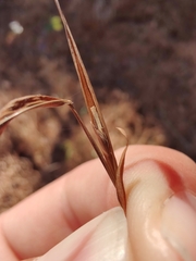 Microstegium vimineum