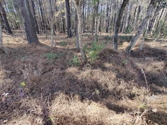 Microstegium vimineum