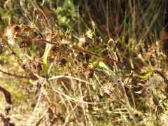 Solidago squarrosa