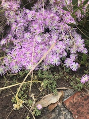 Disphyma crassifolium