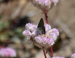 Satyrium californica