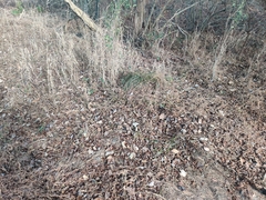 Microstegium vimineum