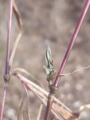 Microstegium vimineum