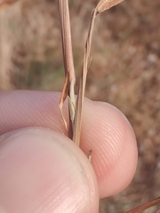 Microstegium vimineum