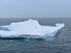 Aptenodytes forsteri