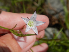 Campanula aparinoides