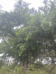 Acacia pravissima