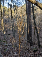 Frasera caroliniensis