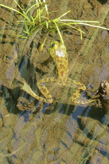 Lithobates septentrionalis
