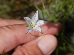 Campanula aparinoides