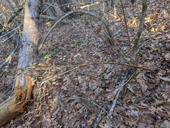 Frasera caroliniensis