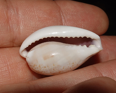 Erronea subviridis dorsalis