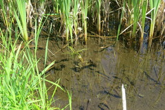 Lithobates septentrionalis