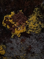 Mucronella flava