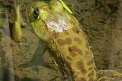 Lithobates septentrionalis