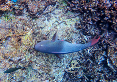 Scarus rubroviolaceus