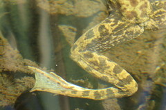 Lithobates septentrionalis
