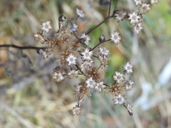 Solidago ohioensis
