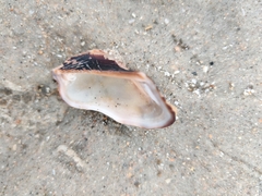 Lamarcka imbricata