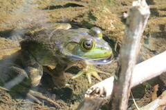 Lithobates septentrionalis
