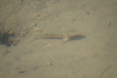 Cryptocentrus leptocephalus