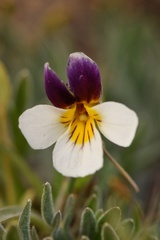 Viola beckwithii