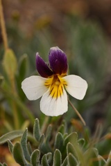 Viola beckwithii