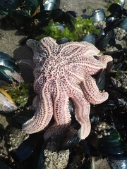 Stichaster australis