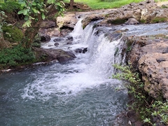 Anaphalioides trinervis