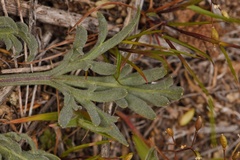 Viola beckwithii