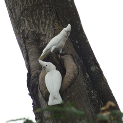 Cacatua goffiniana